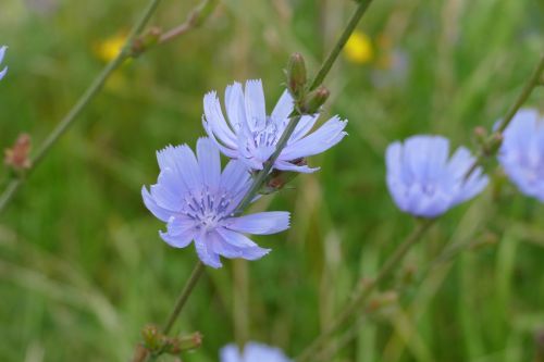 blue flower flowers nature