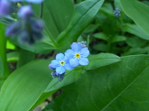 do not forget me blue flower cute