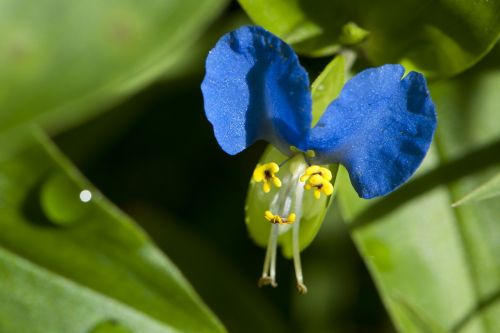 blue flower summer flower