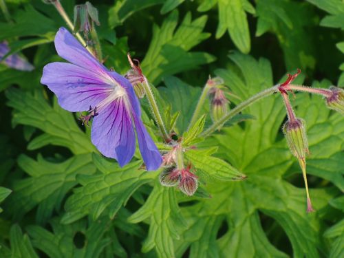 blue flower blossom bloom