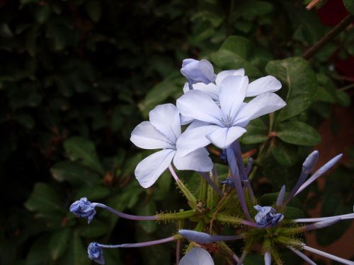 blue flower flower lilac wild flower