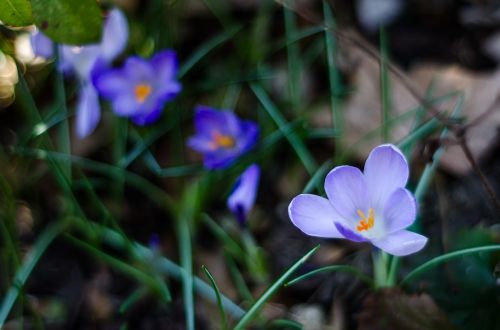blue flower violet macro