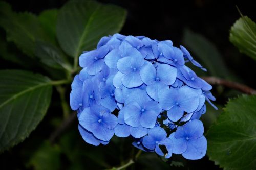 blue flower hydrangea blue brittany