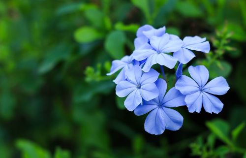 blue flower nature garden