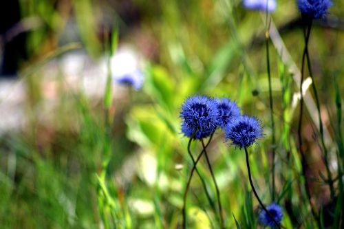 blue flower macro nature