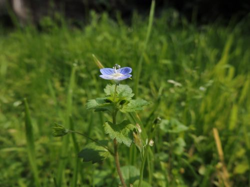 blue flower blur green