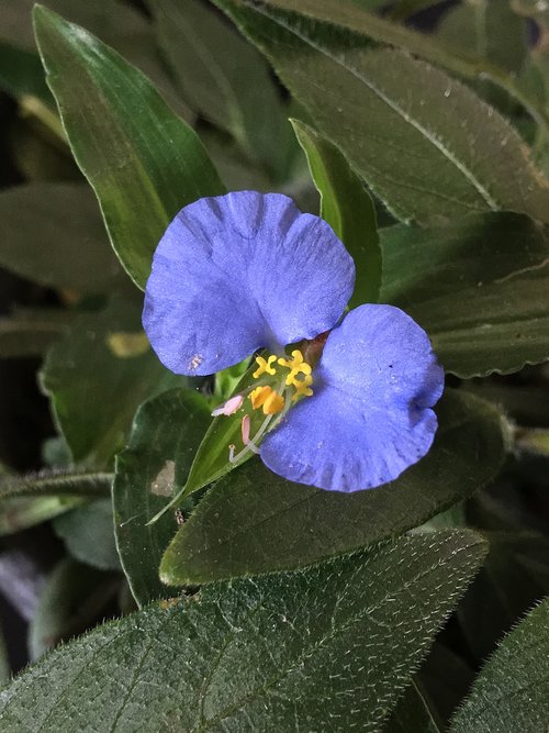 blue flower  petals heavenly  blue