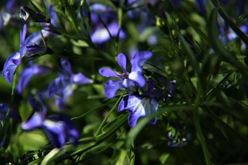 blue flower  garden  greens