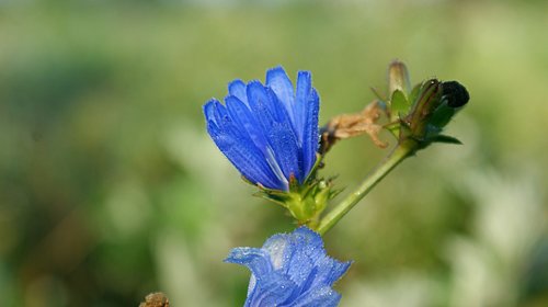 blue flower  bellflower  dew