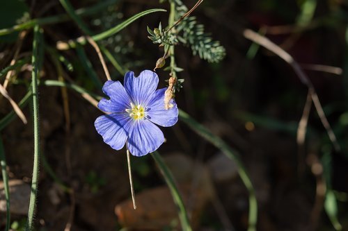 blue flower  buttercup  lilac