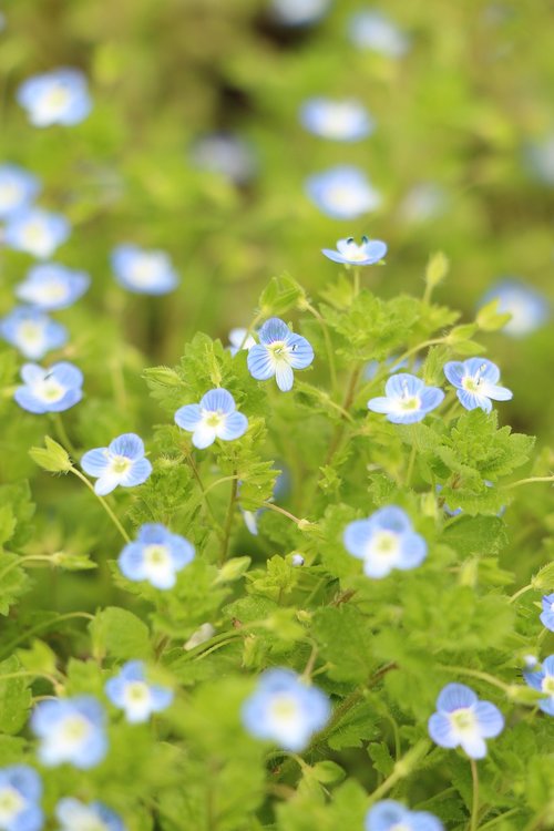 blue flower  greenery  flowers