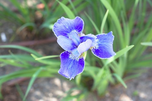 blue flower  oslo  garden