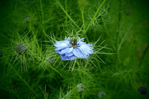 blue flower nature macro