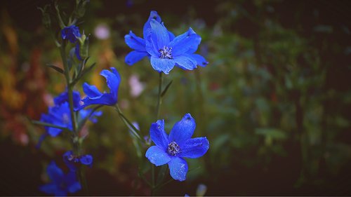 blue flower  blue flowers  plant
