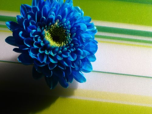 blue flower strips green