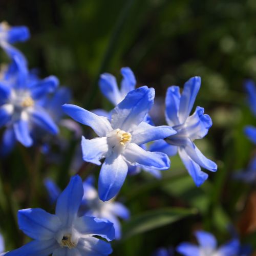 blue flower bolplant forest