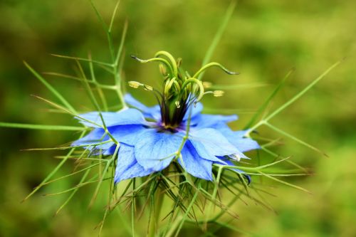 blue flower nature garden