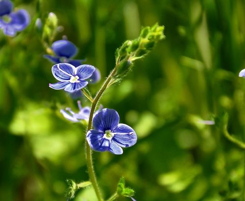 blue flower meadow summer