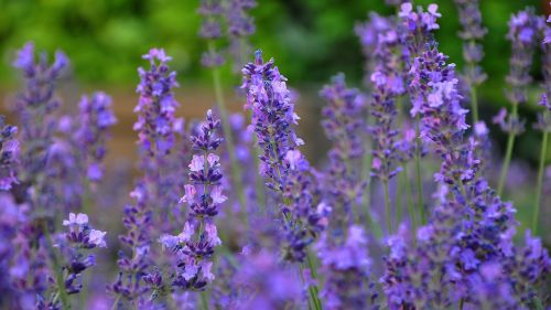 blue flower lavender summer