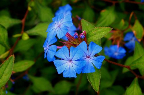 blue flower petals periwinkle