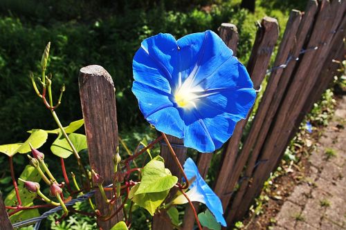 blue flower bloom fencing