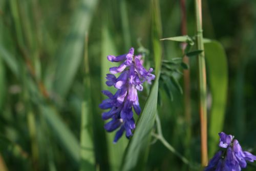 Blue Flower