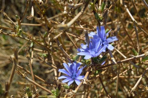 blue flower jungle plant