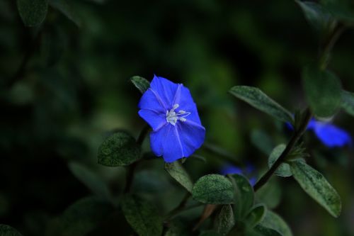 blue flower cerrado blue flower blue