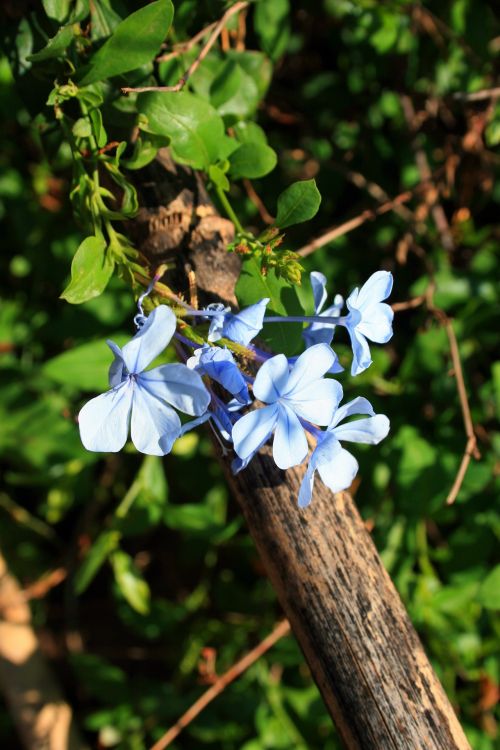 Blue Flower Cluster