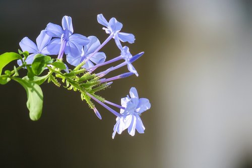 blue flower dan  flower  plant