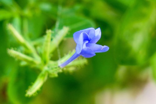 blue flower dan  flower  plant