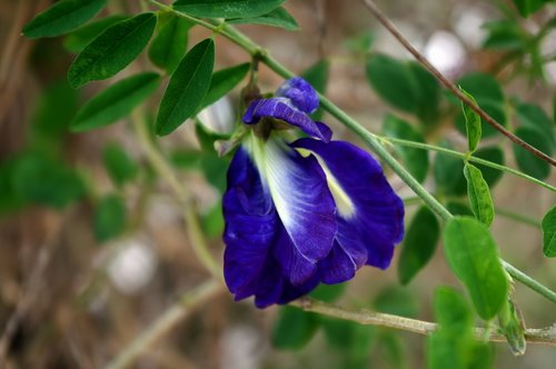 blue flower herb  flower  herbal