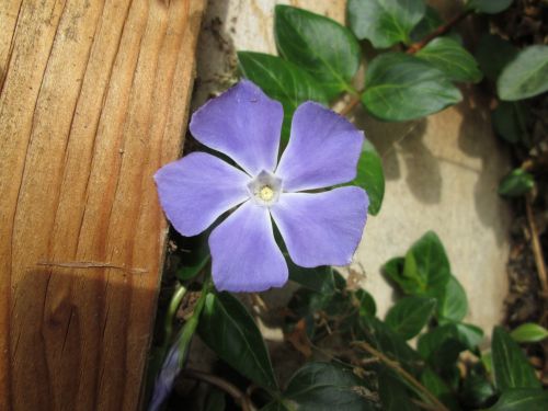 Blue Flower Macro 1