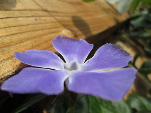 Blue Flower Macro 3