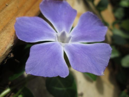 Blue Flower Macro 4