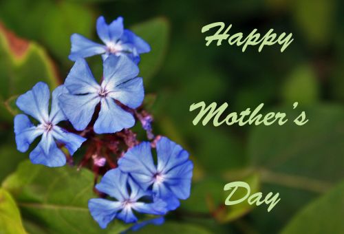 Blue Flower Mother&#039;s Day Greeting