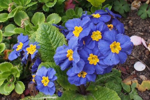 blue flowers plants nature