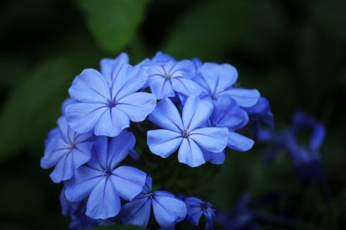 Blue Flowers