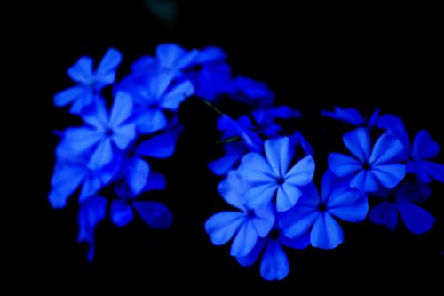 Blue Flowers