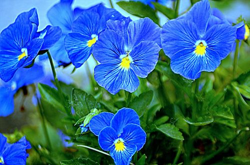 Blue Flowers