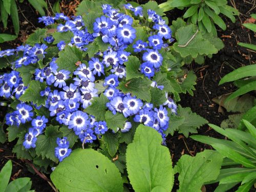 Blue Flowers