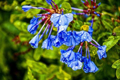 Blue Flowers