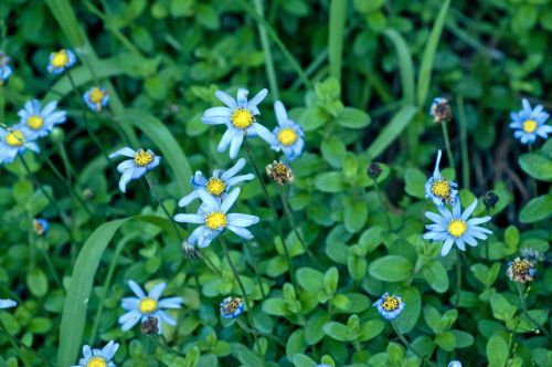 Blue Flowers