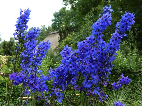 blue flowers umbel ornamental garden