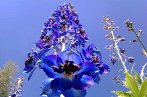 Blue Flowers 2