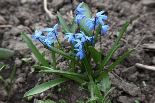 blue flowers spring garden flower