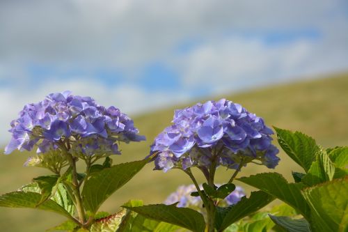 blue flowers summer summer flowers