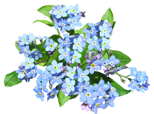 blue flowers forget me not plant