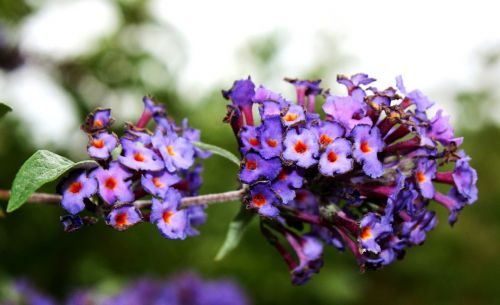 blue flowers garden flowering