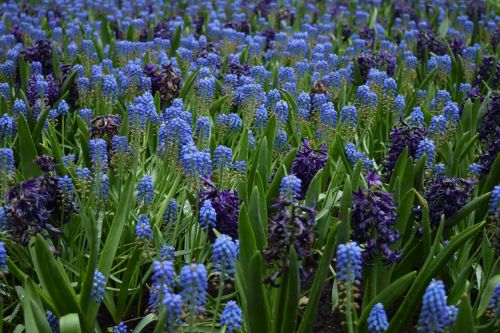blue flowers flower field blue